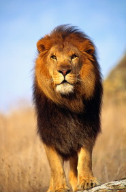 De leeuw, de koning van de dieren, is evenals het kwaad een werktuig in Gods Vaderhand.